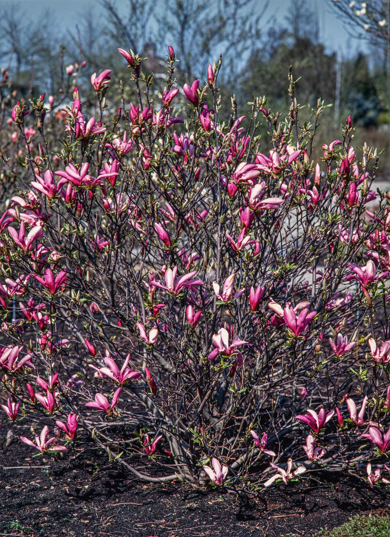 Lot de 3 magnolias Susan - 30-38 cm