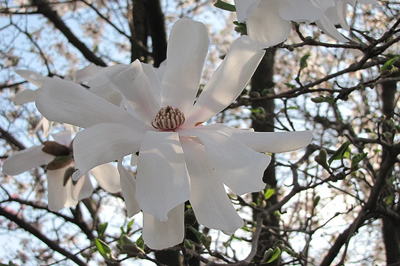 Lot de 6 magnolias Stellata - 30-38 cm