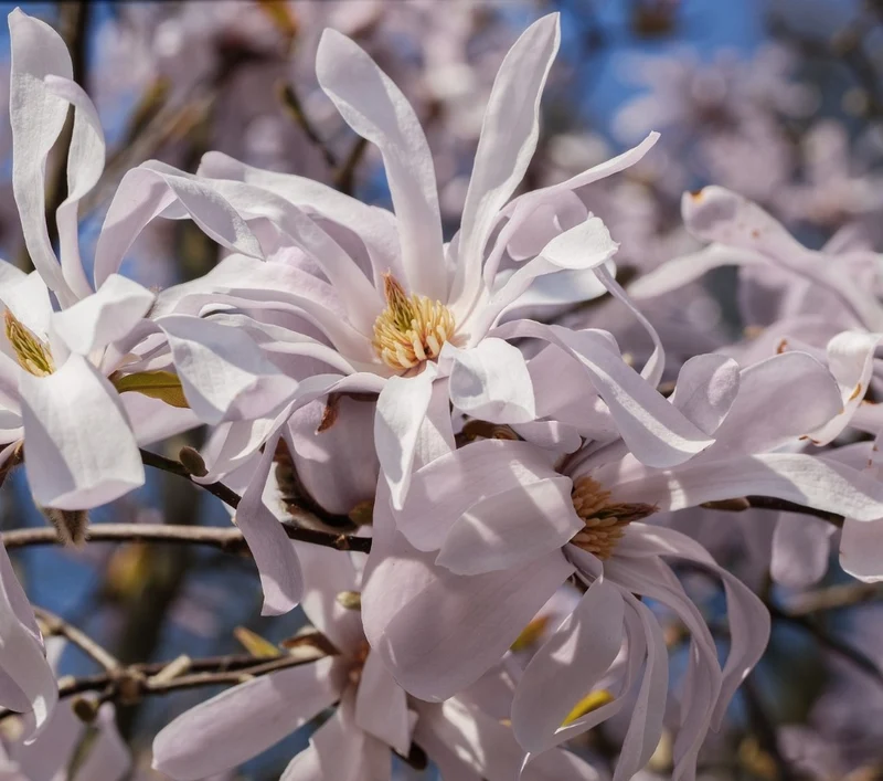 Lot de 6 magnolias Stellata - 30-38 cm