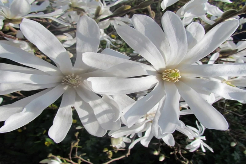 Lot de 6 magnolias Stellata - 30-38 cm