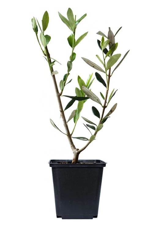 Lot de 4 plantes méditerranéennes : 1 olivier, 1 figuier, 1 citronnier, 1 oranger - 25-38 cm