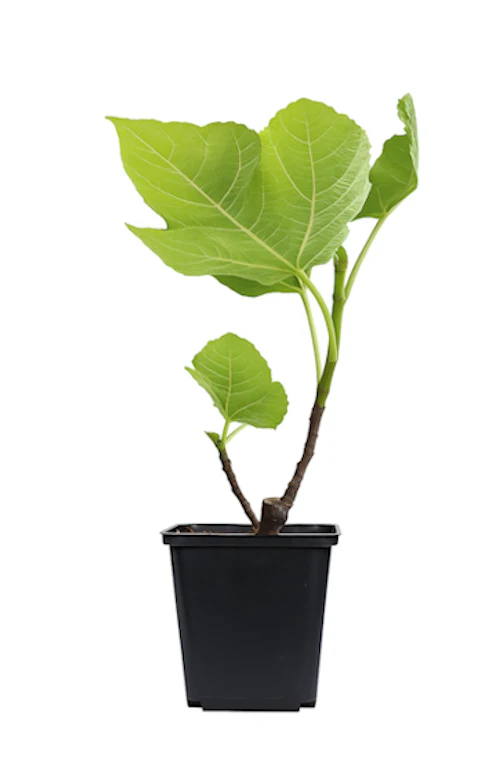 Lot de 4 plantes méditerranéennes : 1 olivier, 1 figuier, 1 citronnier, 1 oranger - 25-38 cm