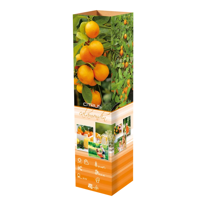 Lot de 4 plantes méditerranéennes : 1 olivier, 1 figuier, 1 citronnier, 1 oranger - 25-38 cm