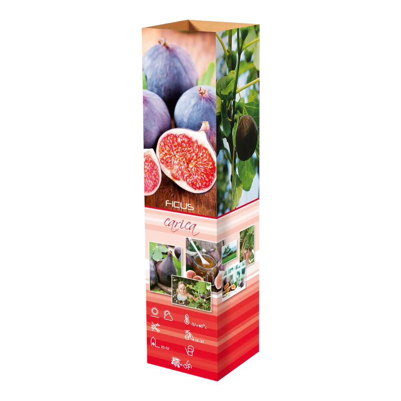 Lot de 4 plantes méditerranéennes : 1 olivier, 1 figuier, 1 citronnier, 1 oranger - 25-38 cm