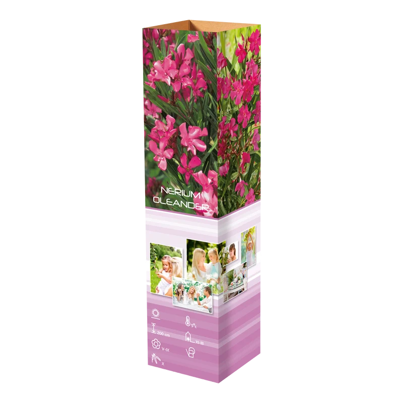 Lot de 6 plantes méditerranéennes : 1 olivier, 1 figuier, 1 citronnier, 1 oranger, 1 laurier rose, 1 oiseau du paradis - 25-38 cm