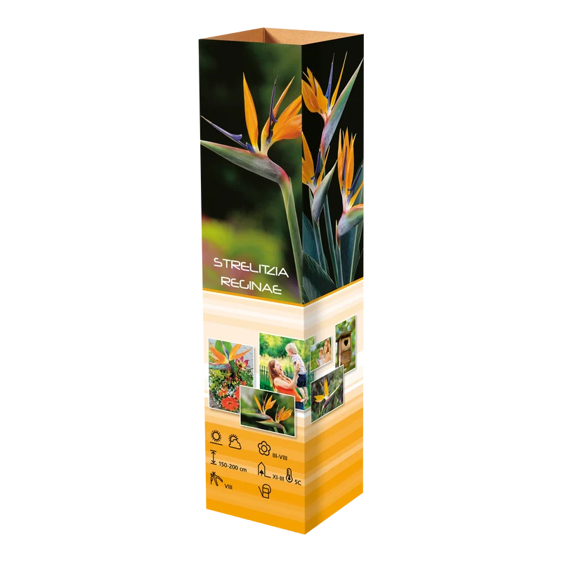 Lot de 6 plantes méditerranéennes : 1 olivier, 1 figuier, 1 citronnier, 1 oranger, 1 laurier rose, 1 oiseau du paradis - 25-38 cm