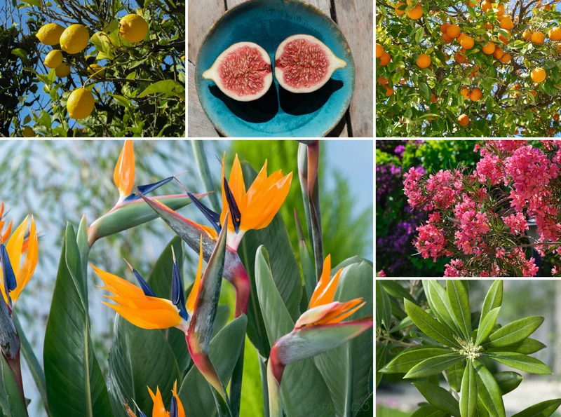 Lot de 12 plantes méditerranéennes : 2 oliviers, 2 figuiers, 2 citronniers, 2 orangers, 2 lauriers roses, 2 oiseaux du paradis - 25-38 cm
