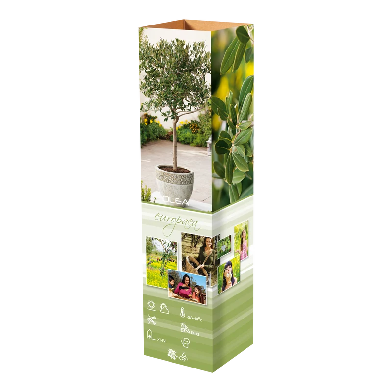Lot de 12 plantes méditerranéennes : 2 oliviers, 2 figuiers, 2 citronniers, 2 orangers, 2 lauriers roses, 2 oiseaux du paradis - 25-38 cm