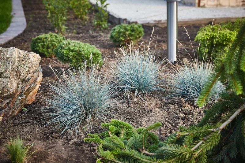 Lot de 4 graminées : 1 Stipa, 1 Pennisetum, 1 Imperata, 1 Festuca - 20-38 cm