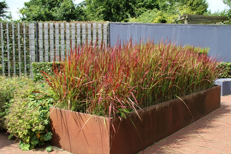 Lot de 4 graminées : 1 Stipa, 1 Pennisetum, 1 Imperata, 1 Festuca - 20-38 cm