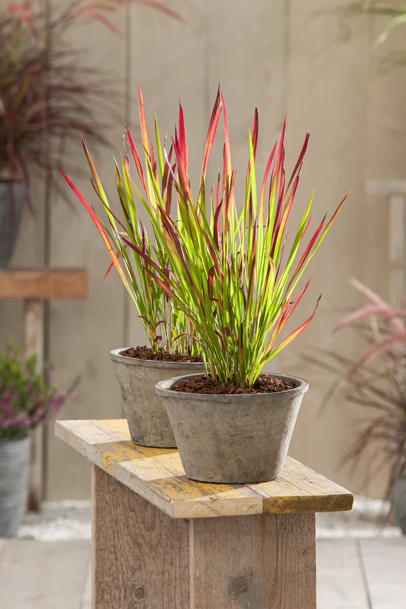Lot de 4 graminées : 1 Stipa, 1 Pennisetum, 1 Imperata, 1 Festuca - 20-38 cm