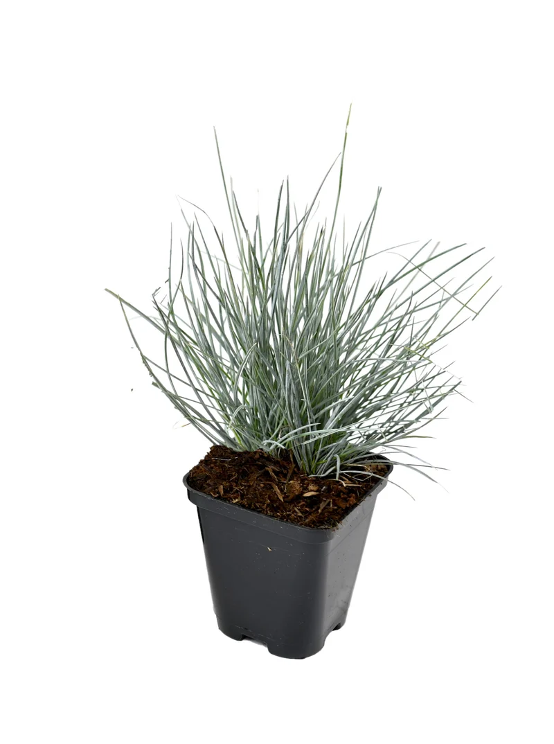 Lot de 4 graminées : 1 Stipa, 1 Pennisetum, 1 Imperata, 1 Festuca - 20-38 cm