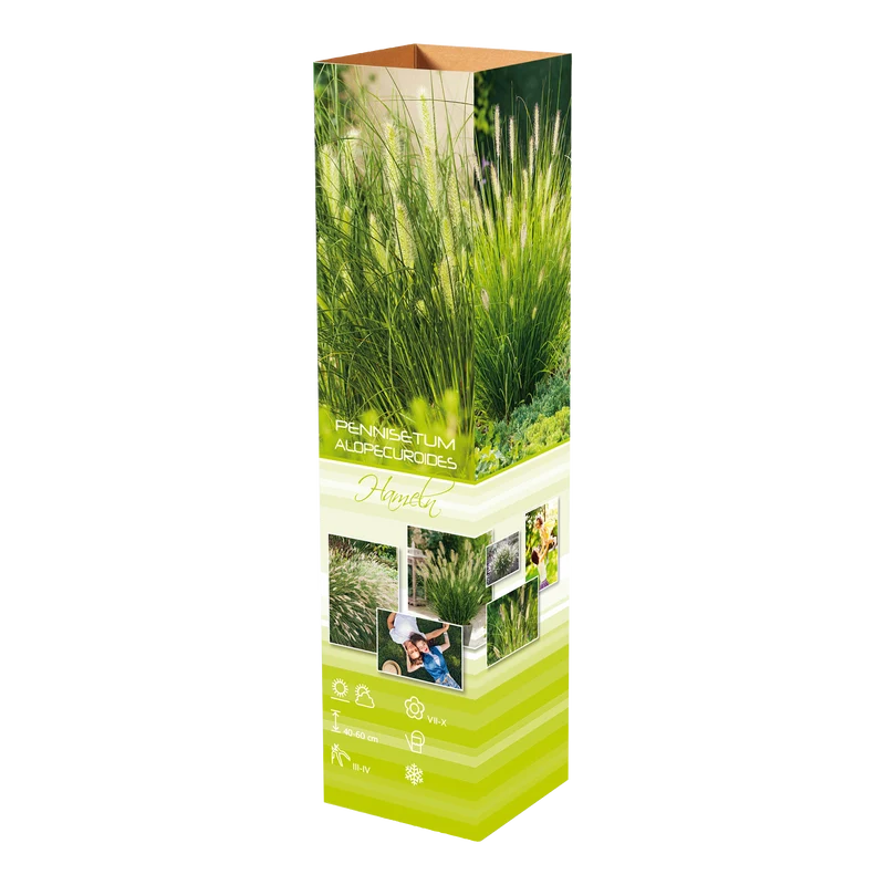 Lot de 4 graminées : 1 Stipa, 1 Pennisetum, 1 Imperata, 1 Festuca - 20-38 cm