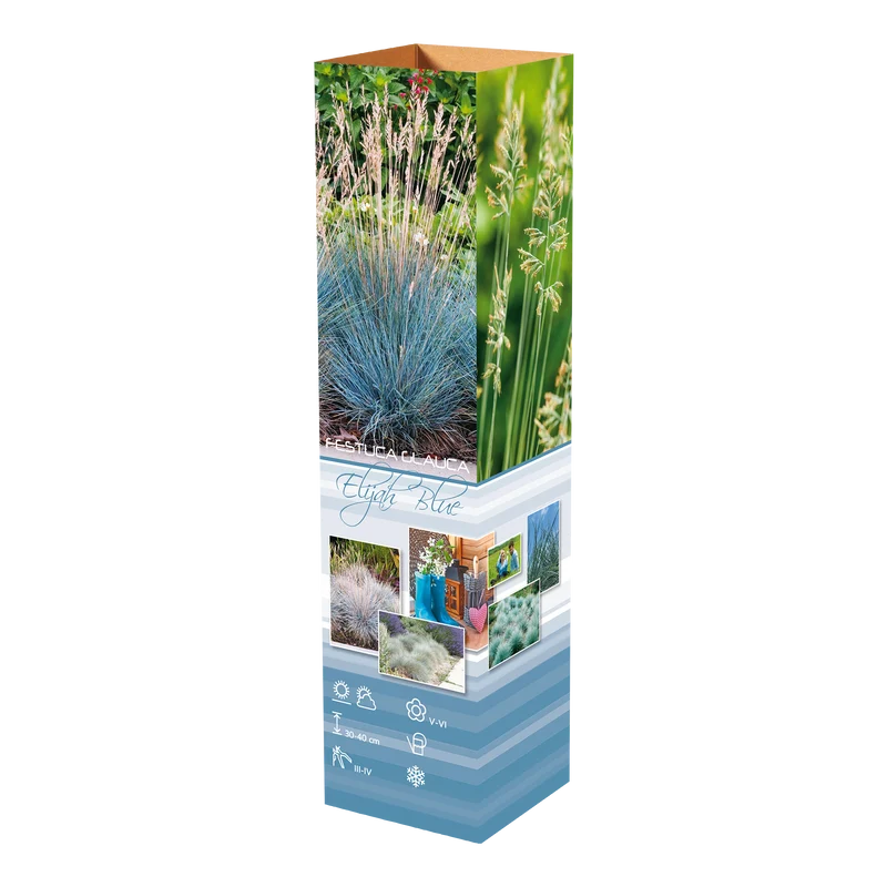Lot de 4 graminées : 1 Stipa, 1 Pennisetum, 1 Imperata, 1 Festuca - 20-38 cm