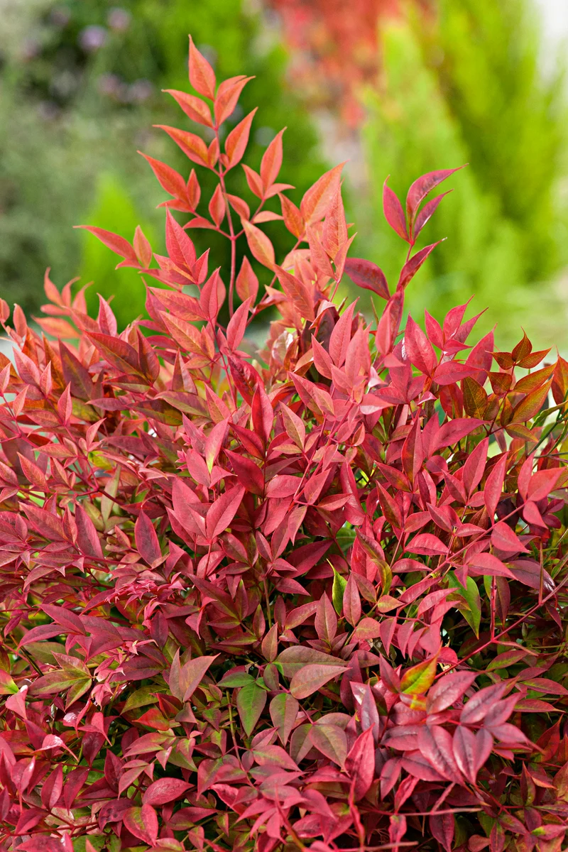 Lot de 2 plantes de bambou sacré (Nandina Obsessed) - 30-35 cm