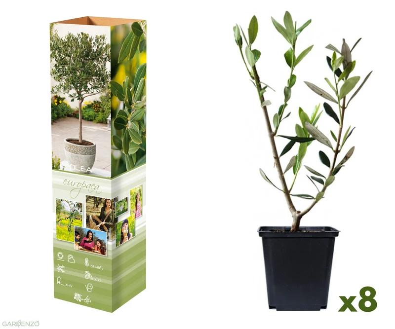 Lot de 8 plants d'olivier - 25-38 cm