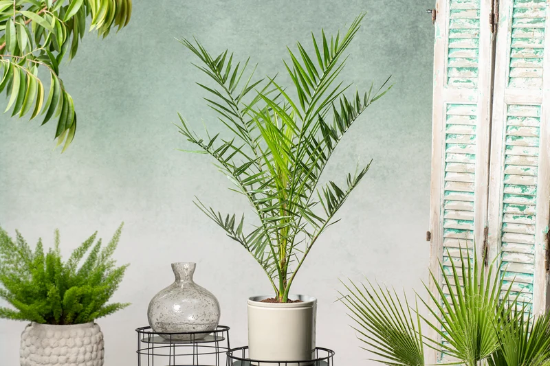 Palmier Phoenix canariensis - Moyens (50–70 cm)