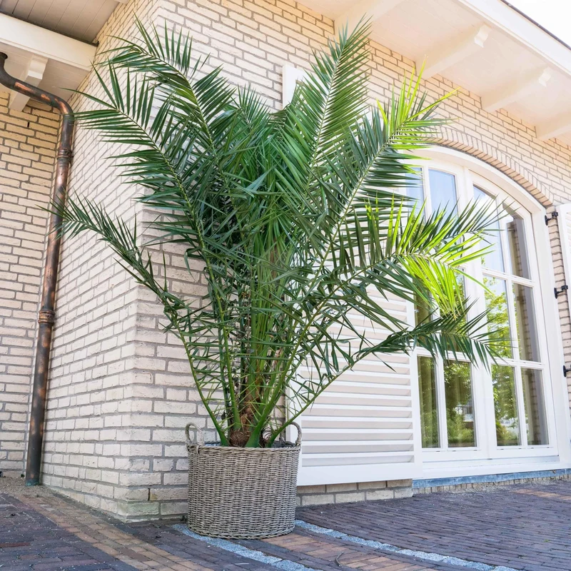Palmier Phoenix canariensis - Moyens (50–70 cm)