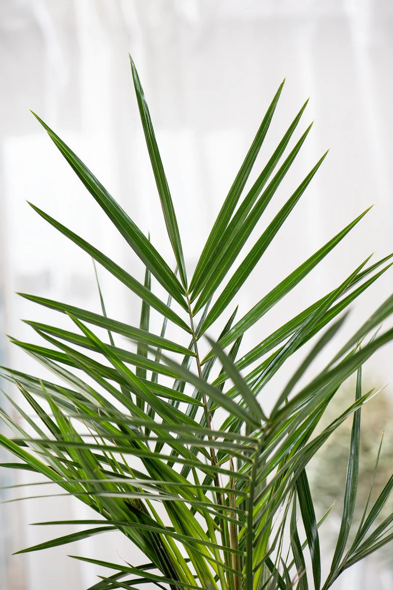 Lot de 2 palmiers Phoenix canariensis - Grands (80-110 cm)