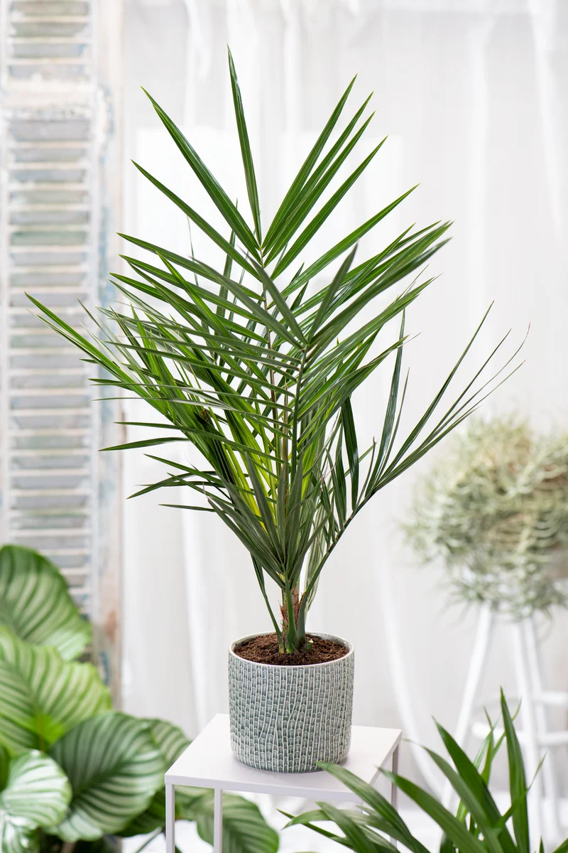 Palmier Phoenix canariensis - Grands (80-110 cm)
