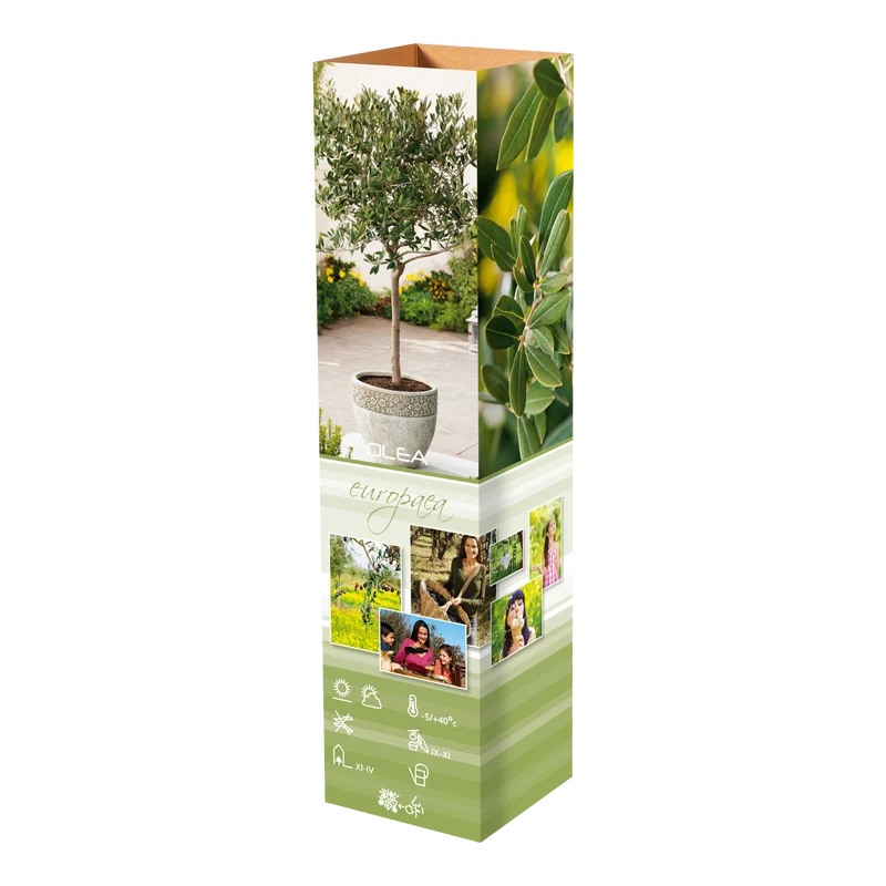 Lot de 4 plants d'olivier - 25-38 cm