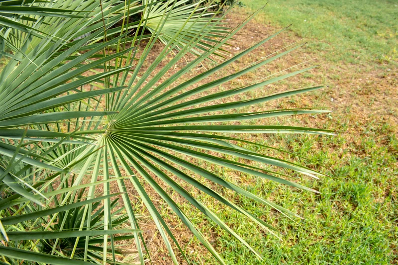 Lot de 2 palmiers éventail Chinois - Grand (60-80 cm)