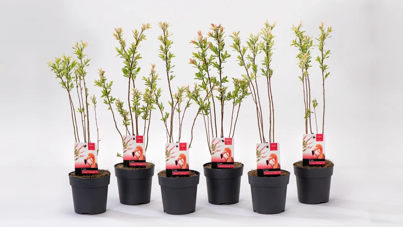 Lot de 6 arbustes saules flamants roses - 30-40 cm