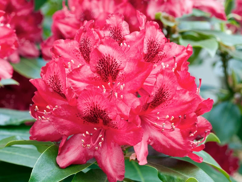 Lot 6 de rhododendrons (Nova Zembla) - Fleurs rouges 20-38 cm