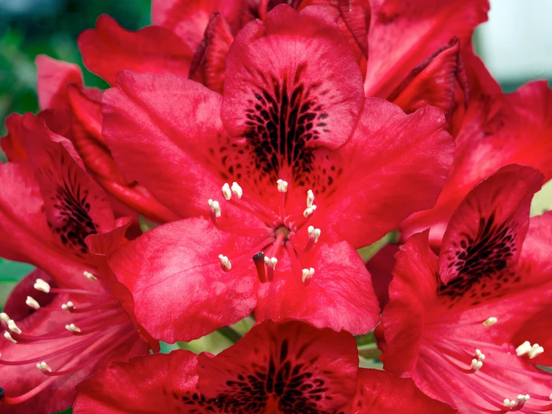 Lot 6 de rhododendrons (Nova Zembla) - Fleurs rouges 20-38 cm