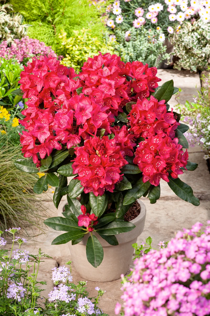 Lot de 8 rhododendrons - 2 blancs, 2 roses, 2 rouges, 2 violets 20-38 cm