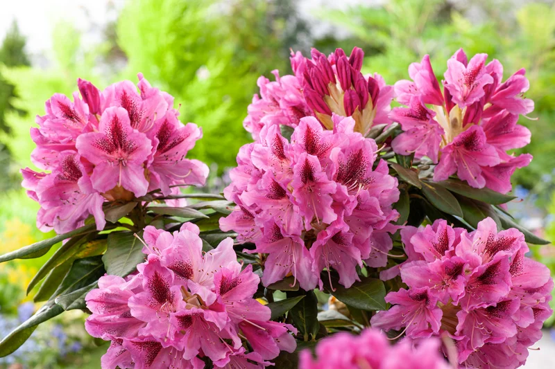 Lot de 6 rhododendrons Cosmopolitan - Fleurs violettes 20-38 cm
