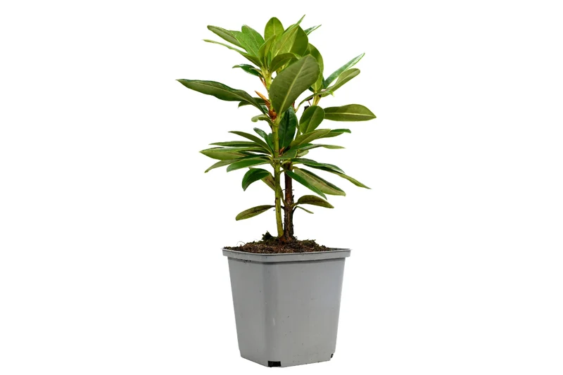 Lot de 6 rhododendrons Cosmopolitan - Fleurs violettes 20-38 cm