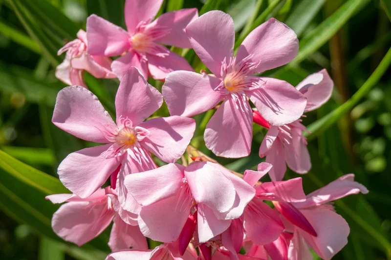 Lot de 8 lauriers roses 25-38 cm
