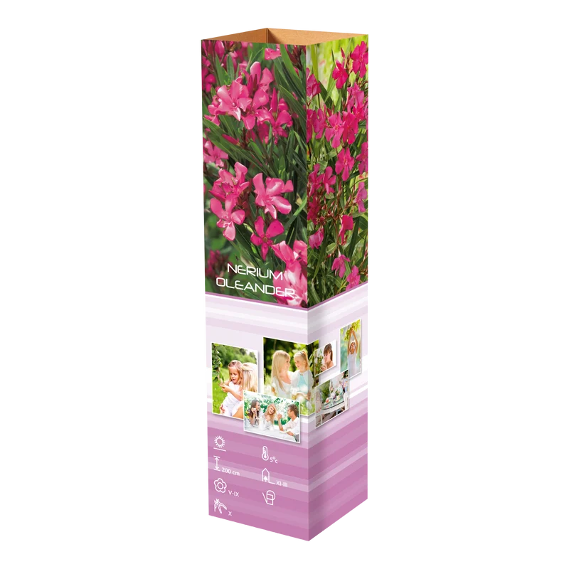 Lot de 8 lauriers roses 25-38 cm