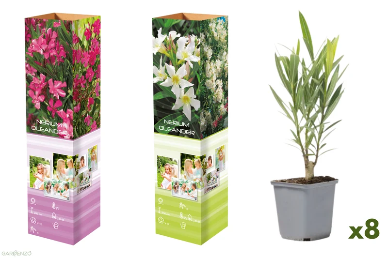 Lot de 8 lauriers roses - 4 fleurs roses et 4 fleurs blanches 25-38 cm