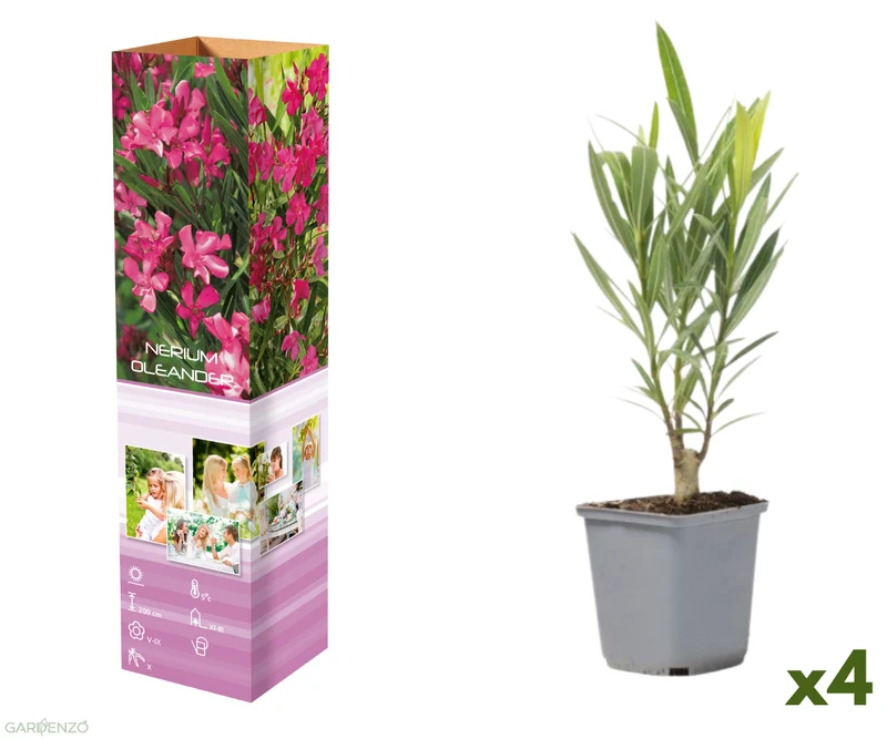 Lot de 4 lauriers roses - fleurs roses 25-38 cm