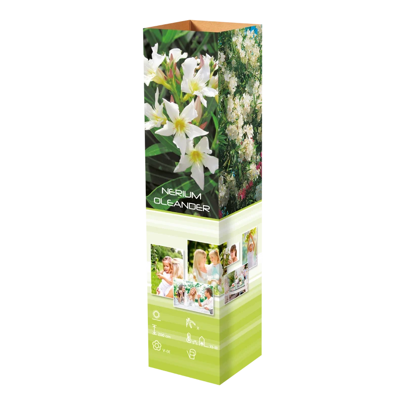 Lot de 4 lauriers roses - 2 fleurs roses et 2 fleurs blanches 25-38 cm