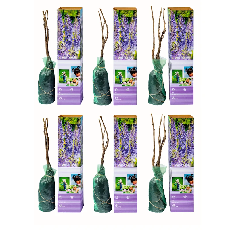 Lot de 6 glycines - 30-38 cm