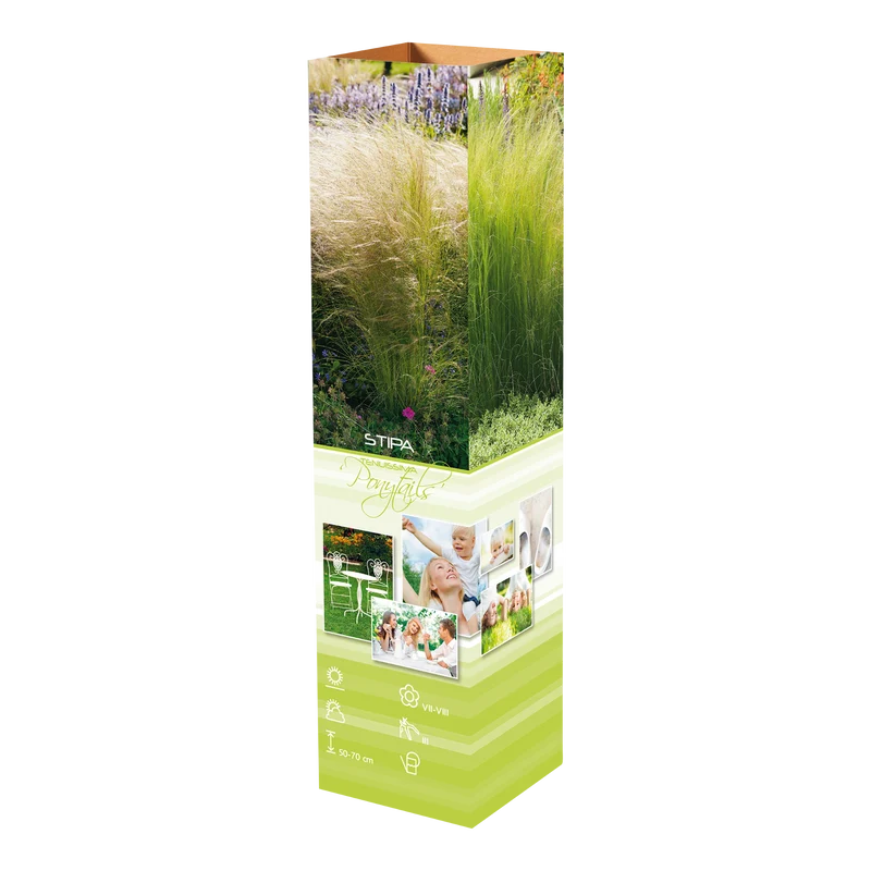 Lot 8 Stipas Queues de cheval - 20-38 cm