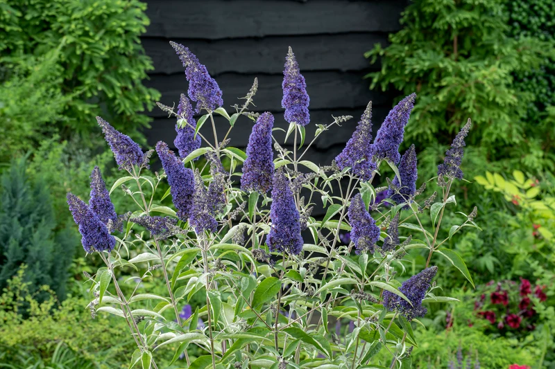 Lot de 3 arbres aux papillons ou lilas d'été (Buddleia de David) à fleurs noires/violettes