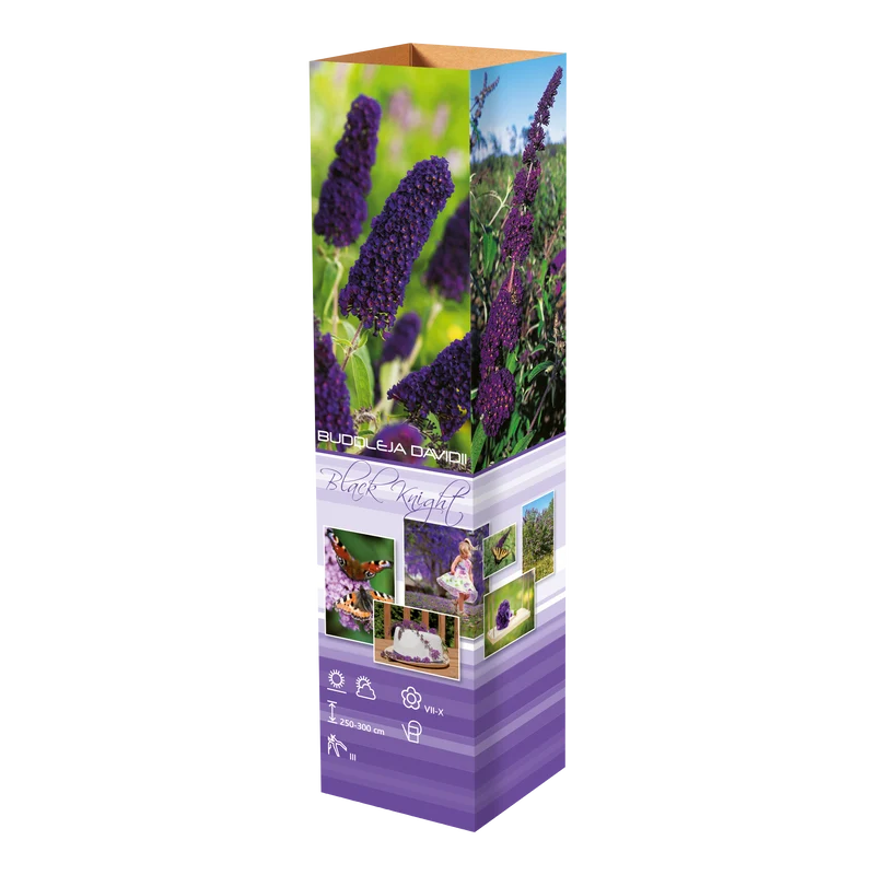 Lot de 3 arbres aux papillons ou lilas d'été (Buddleia de David) à fleurs noires/violettes