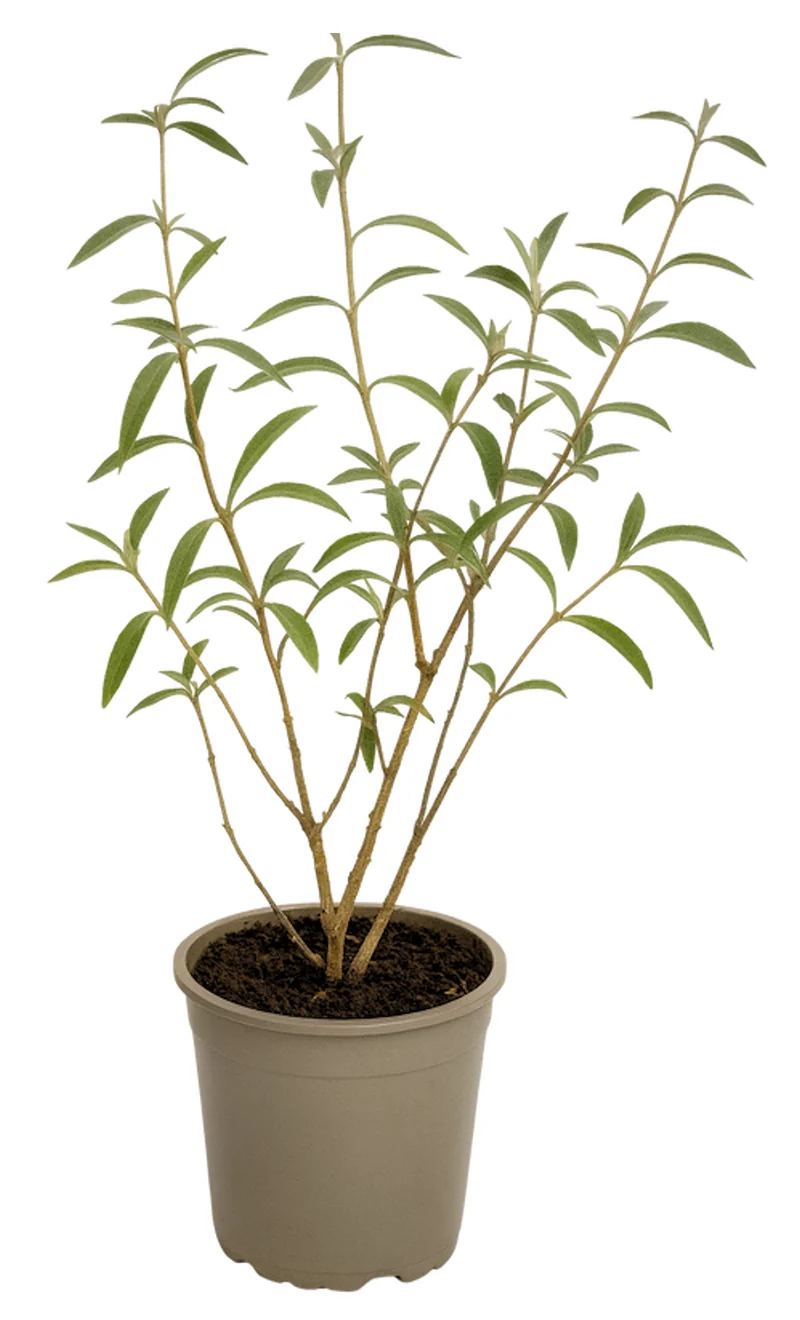 Lot de 3 arbres aux papillons ou lilas d'été (Buddleia de David) à fleurs noires/violettes