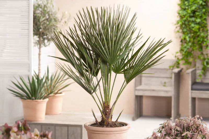 Palmier nain européen (Chamaerops humilis) - Grand 70–90 cm