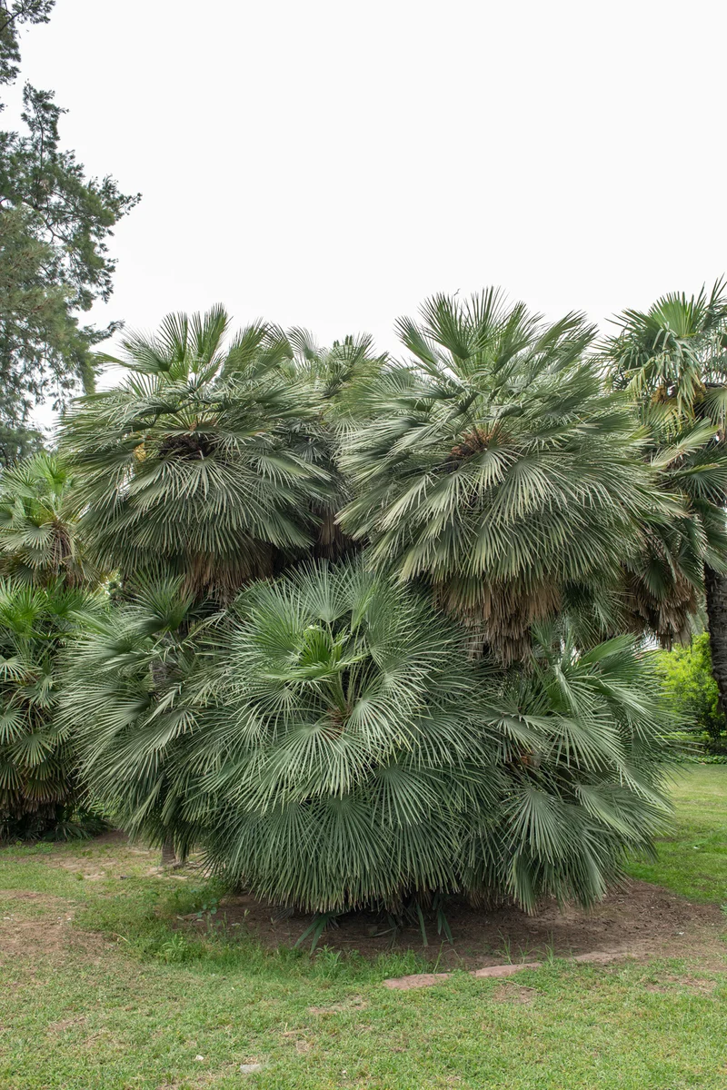 Palmier nain européen (Chamaerops humilis) - Grand 70–90 cm