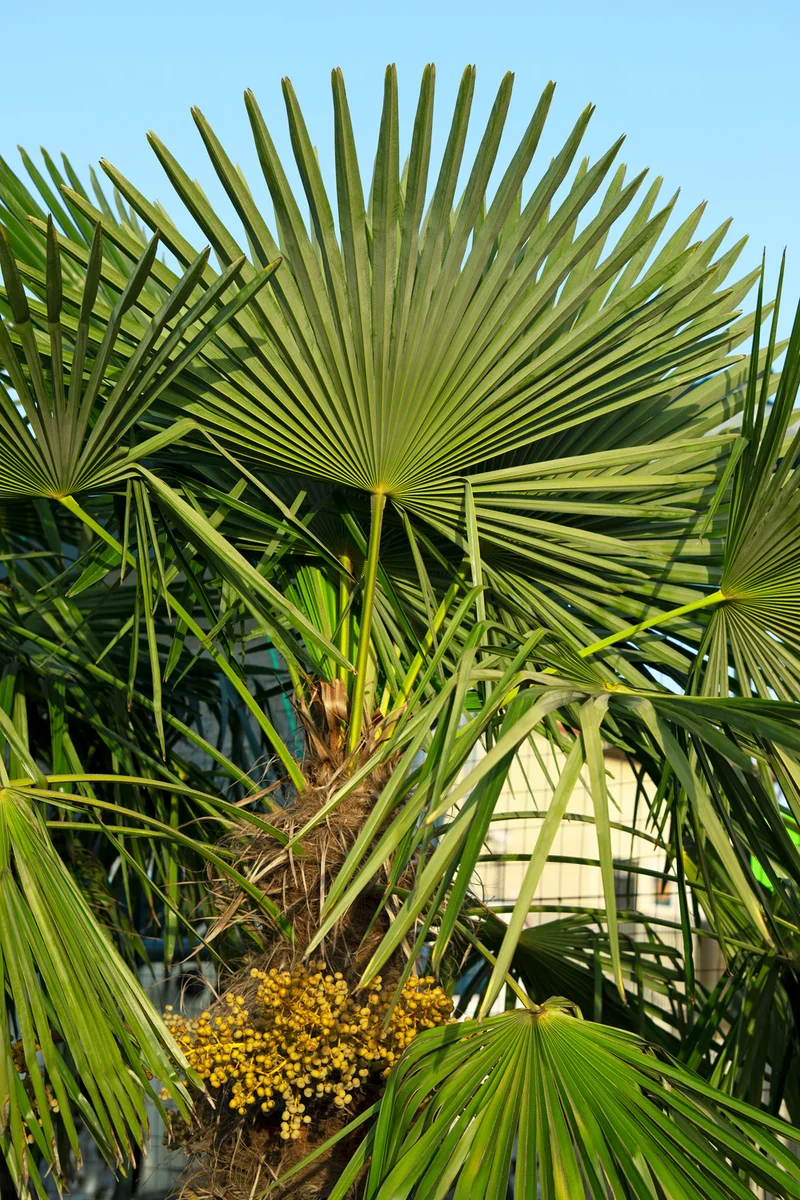 Palmier nain européen (Chamaerops humilis) - Grand 70–90 cm