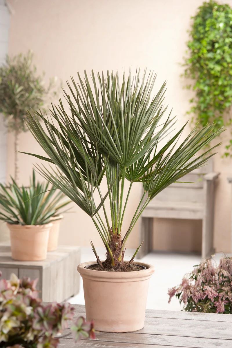 Lot de 2 palmiers nains européens (Chamaerops humilis) - Grand 70–90 cm
