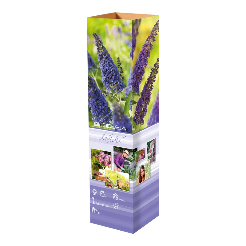 Lot de 6 arbres aux papillons ou lilas d'été (Buddleia de David) à fleurs bleues/violettes