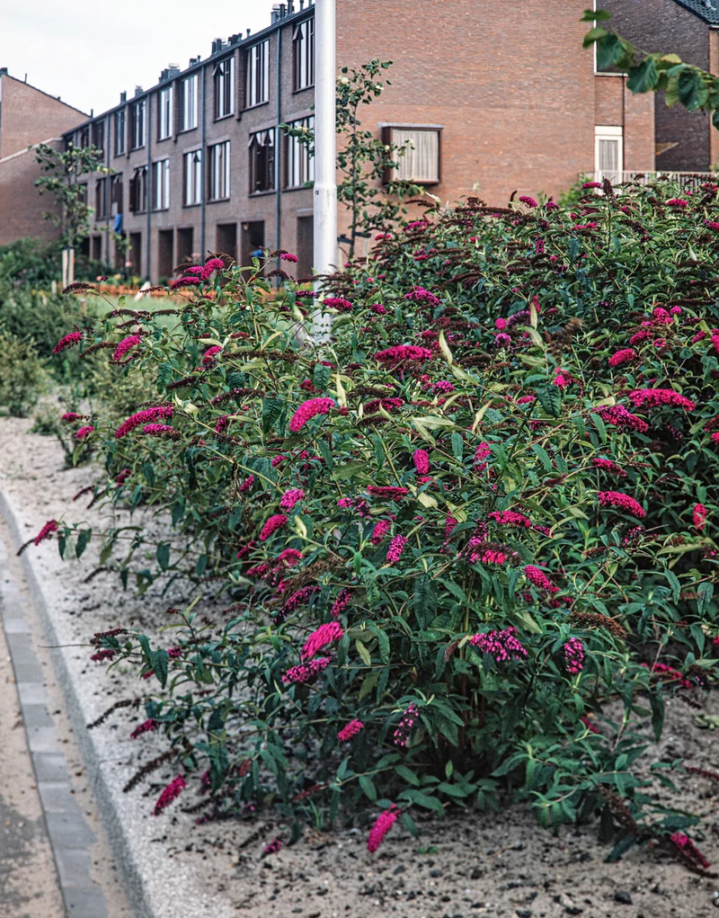 Lot de 3 arbres aux papillons ou lilas d'été (Buddleia de David) à fleurs roses