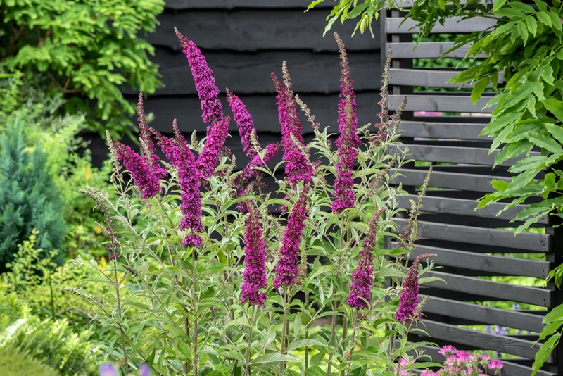 Lot de 3 arbres aux papillons ou lilas d'été (Buddleia de David) à fleurs violettes/rouges