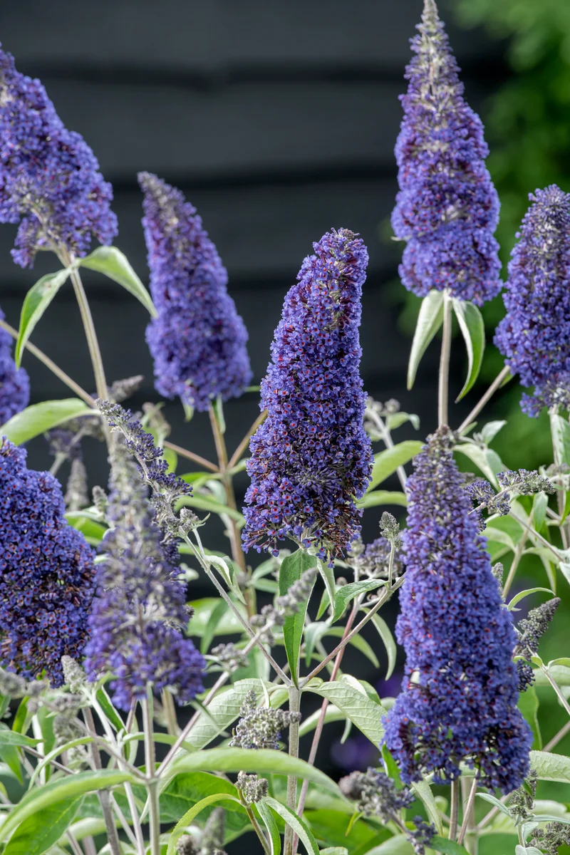 Lot de 3 arbres aux papillons ou lilas d'été (Buddleia de David) à fleurs bleues/lila - 30-38 cm